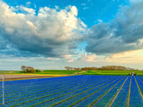 Big clouds above a bulbfield / field of tulips in The Netherlands. photo