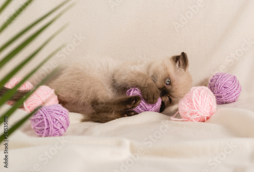 A small homemade beige kitten of the color point color plays with balls of woolen lilac threads on the sofa near palm tree