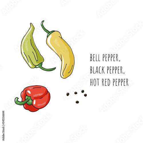 Mediterranean diet foods sketch capsicum and black peppercorns isolated on white background