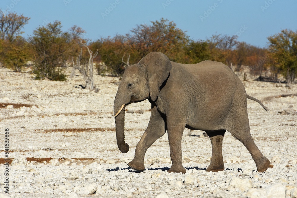 Fototapeta premium Afrikanischer Elefant (locodonta africana) am Wasserloch Olifantsbad im Etosha Nationalpark.