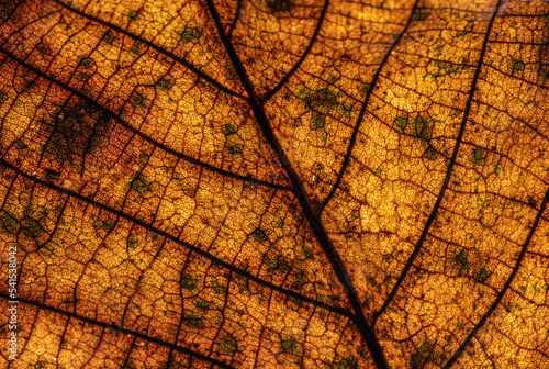 Fotografie dry leaf of yellow and orange colors with apparent veins