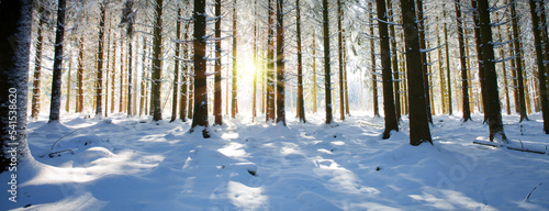 Winter landscape with forest and sun shines through snow covered trees.