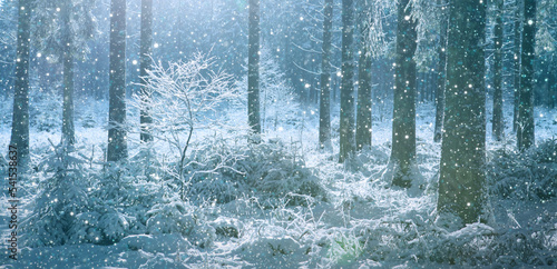 Winter landscape with forest and sun shines through snow covered trees.