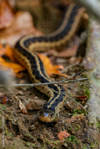 Snake in the leaves in the forest