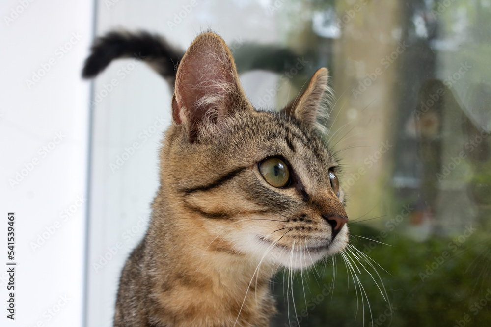 Gray kitten looks carefully out the window