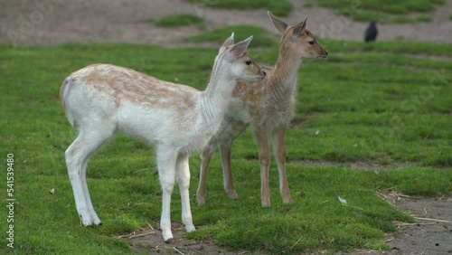 Baby deer in a grass meadow