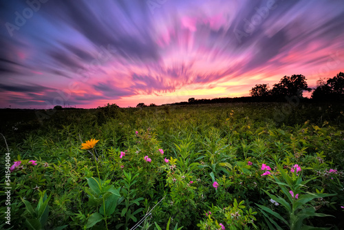 Fototapeta Naklejka Na Ścianę i Meble -  Sunset over prairie grass in Madison, WI