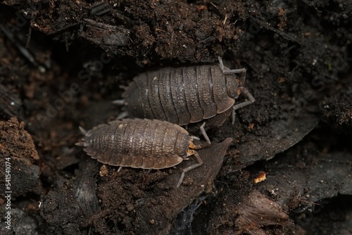Closeup on the common rough woodlouse   Porcellio scaber  in Northern Oregon  USA
