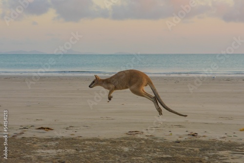 Beautiful view of a kangaroo at the beach photo