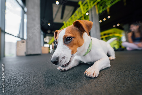 Cute small jack russell dog in gym