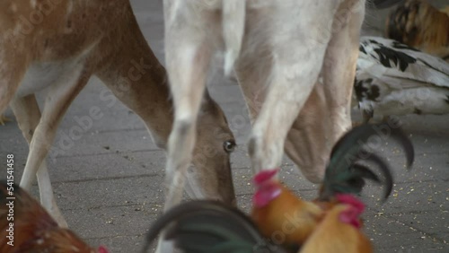 Deer being fed in petting zoo