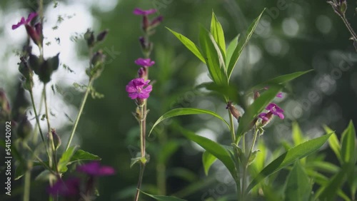 Little pink flower in the wind