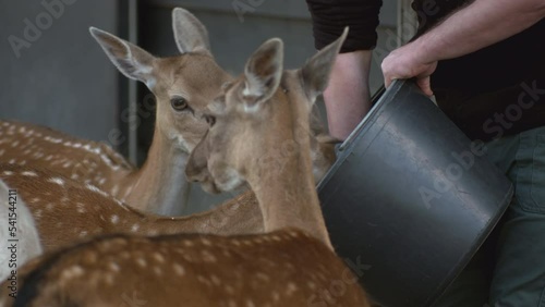 Deer being fed in petting zoo