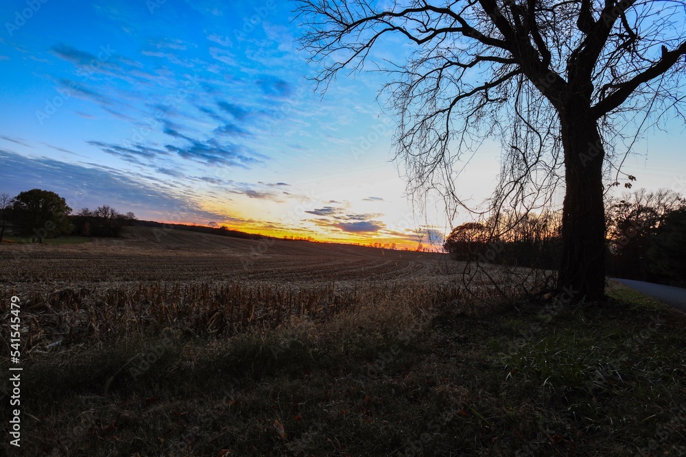 Sunset in western maryland with tree and cornfield