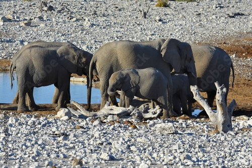 Afrikansche Elefanten am Wasserloch Olifantsrus im Etosha Nationalpark in Namibia.  photo