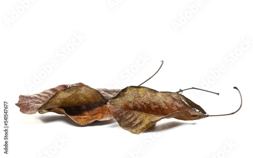 Colorful dry yellow autumn walnut tree leaves isolated on white 