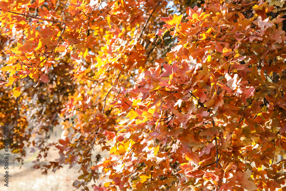 Trees with orange leaves on autumn day, closeup