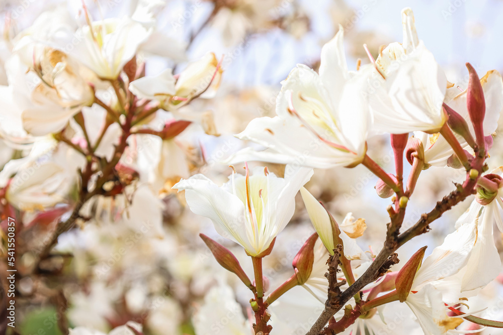 Obraz premium Branches with beautiful white flowers, closeup