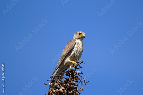 Little falcon Merlin sitting on the top of the spruce tree.