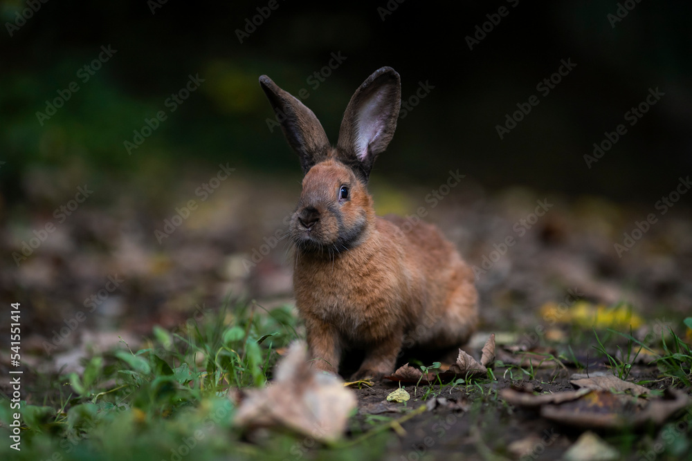 Fototapeta premium rabbit in the woods