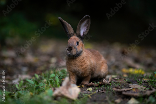 rabbit in the woods