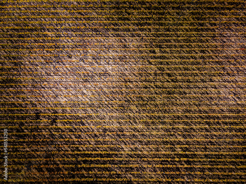 Vue aérienne symétrie vignes vin bordeaux