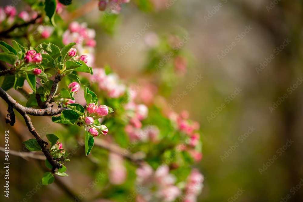 Spring blooming sakura trees. Pink flowers Sakura Spring landscape with blooming pink tree. Beautiful sakura garden on a sunny day.Beautiful concept of romance and love with delicate flowers. Spring blooming sakura trees. Pink flowers Sakura Spring landscape with blooming pink tree. Beautiful sakura garden on a sunny day.Beautiful concept of romance and love with delicate flowers.