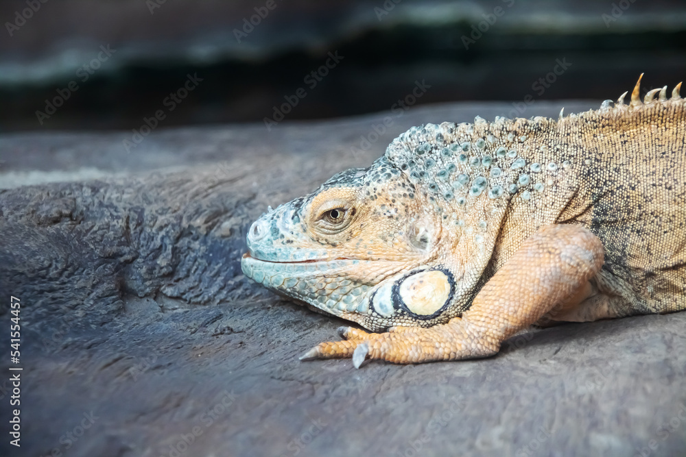 Fototapeta premium Iguana on a gray stone, closeup portrait