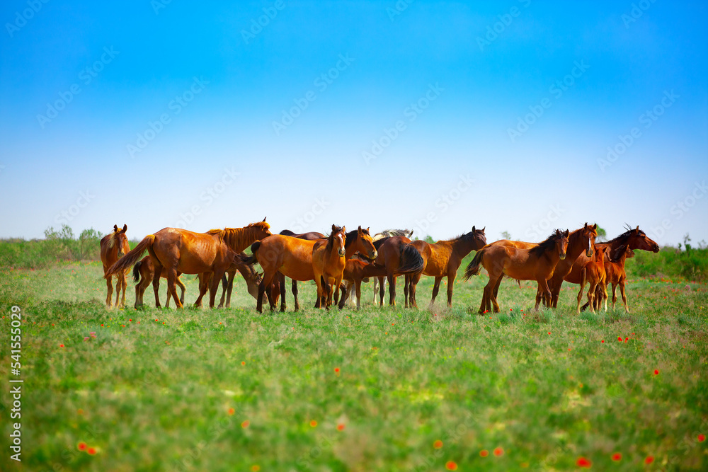 A herd of horses graze in the meadow in summer and spring, the concept of cattle breeding, with space for text. A herd of horses graze in the meadow in summer and spring, the concept of cattle breeding, with space for text.