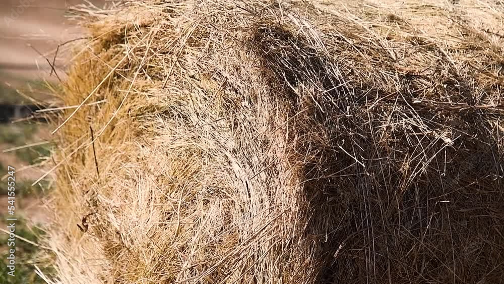 Haystacks in the field Haystacks in the field
