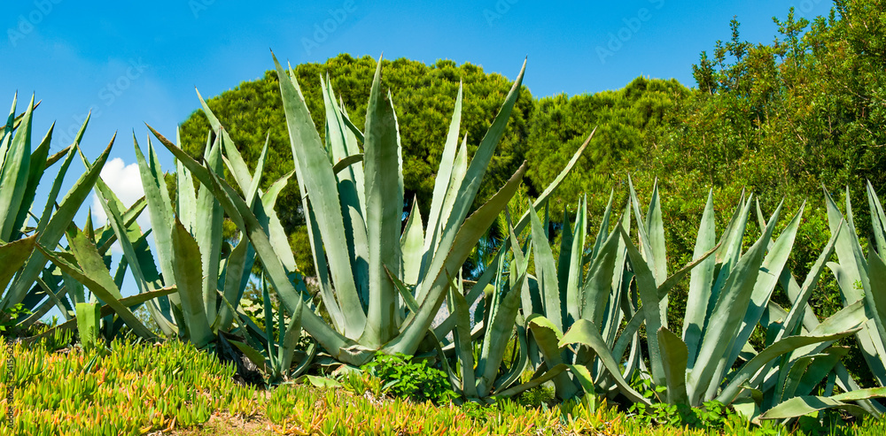 Giant aloe vera plant in a tropical garden. Wide photo. Stock-Foto ...