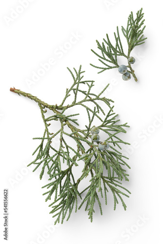 фотографія Christmas greens: two fresh green juniper twigs / branches with berries - isolat