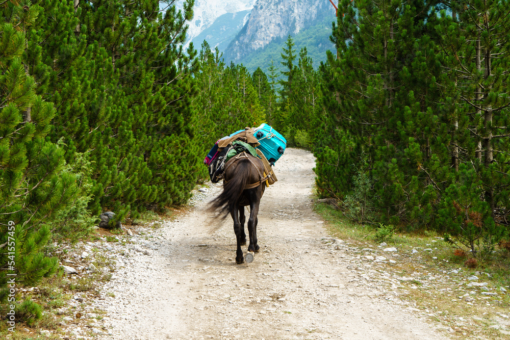 Obraz premium Mule carries luggage on a trail in Albania