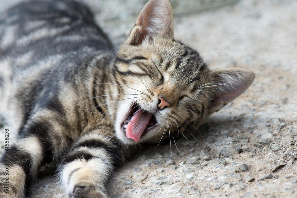 The cat yawns, wakes up from sleep. Caring for pets. The cat yawns, wakes up from sleep. Caring for pets.