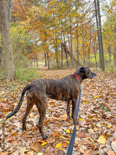 Brindle brown plott hound dog on a leash in the autumn woods going for a walk
