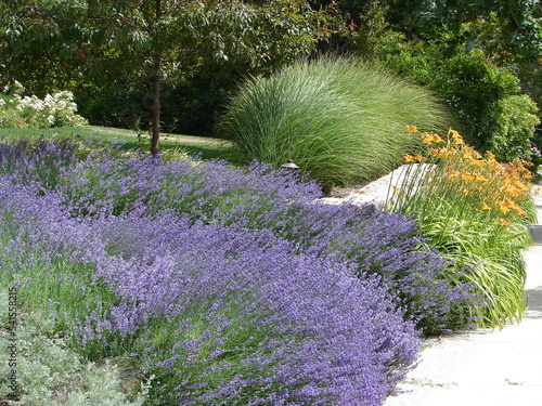 lavender, dallies and ornamental grasses in a xeriscape landscape garden. Beautiful drought tolerant plants.