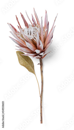 dry / dried pink Protea flower with single leaf, isolated floral element, flat lay, / top view with subtle shadow