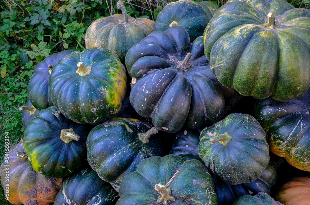 Yellow and green pumpkins are gathered in a big pile in the garden . Yellow and green pumpkins are gathered in a big pile in the garden .