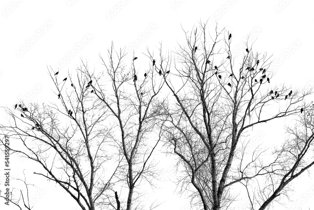 Silhouettes of birds on bare branches of a tree on a white background. Silhouettes of birds on bare branches of a tree on a white background.