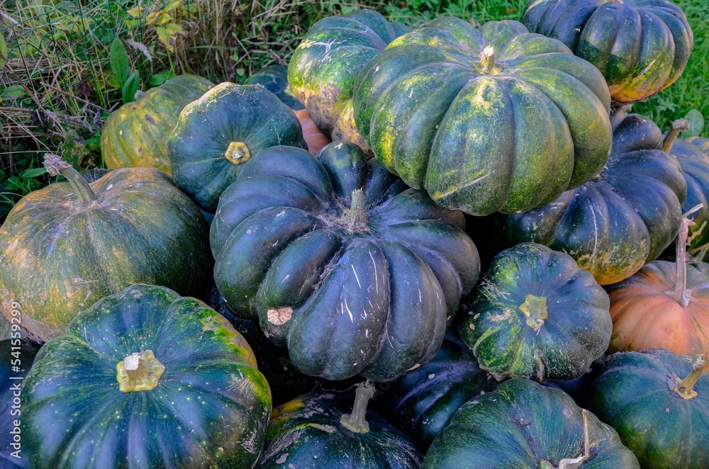 Yellow and green pumpkins are gathered in a big pile in the garden . Yellow and green pumpkins are gathered in a big pile in the garden .