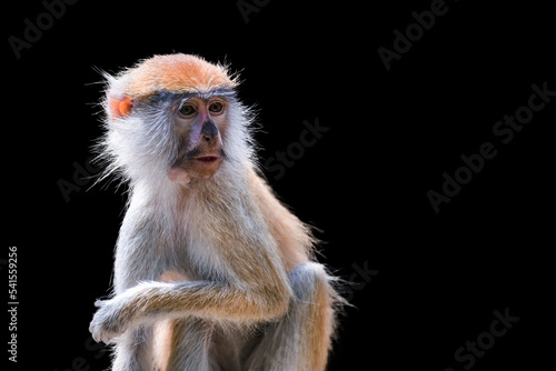 Portrait of a monkey on a black background. Common patas monkey ,Erythrocebus patas, isolated on black background. Funny African monkey patas photo