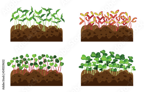 Set of different vegetable sprouts in cartoon style. Vector illustration of vegetable sprouts that have just come out of the ground on white background.