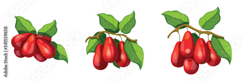 Set of fresh red dogwood in cartoon style. Vector illustration of fruits large and small sizes with leaves on white background.