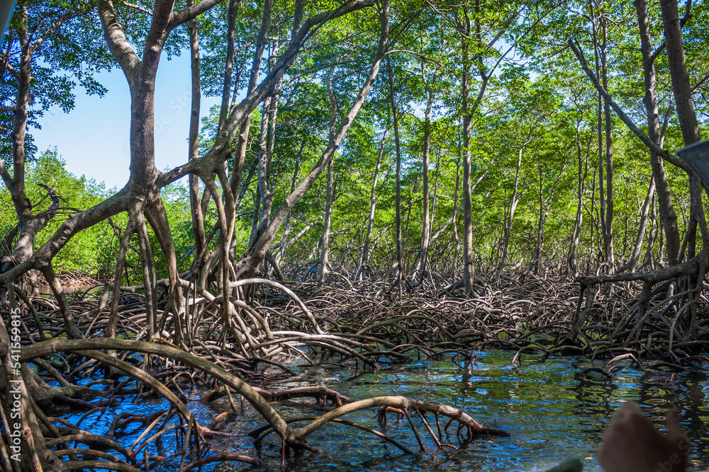 A small river flows through a mangrove forest with thick trees with twisted roots. The water is green and clear. Dominican Republic A small river flows through a mangrove forest with thick trees with twisted roots. The water is green and clear. Dominican Republic