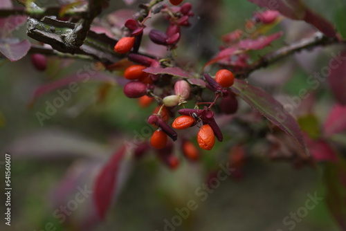 Leinwand Poster ニシキギの紅葉と果実