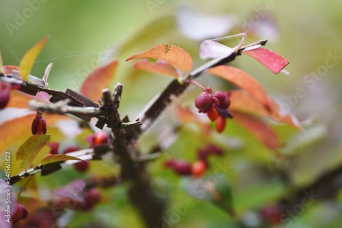 ニシキギの紅葉と果実