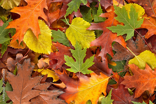 Colorful and bright background made of fallen autumn leaves, top view.