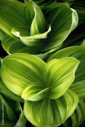 Green corn lily plant 