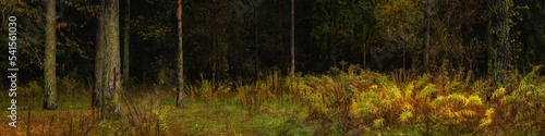 panoramic view from the clearing to a dense shady mixed forest with colorful shrubs in the foreground. widescreen autumn landscape