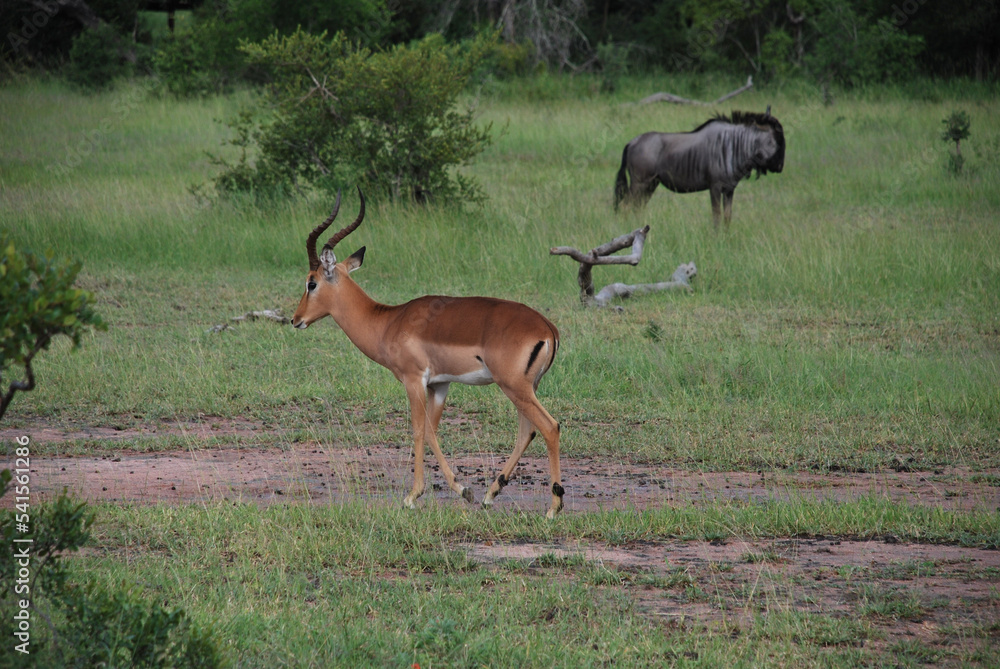 Naklejka premium impala in the savannah